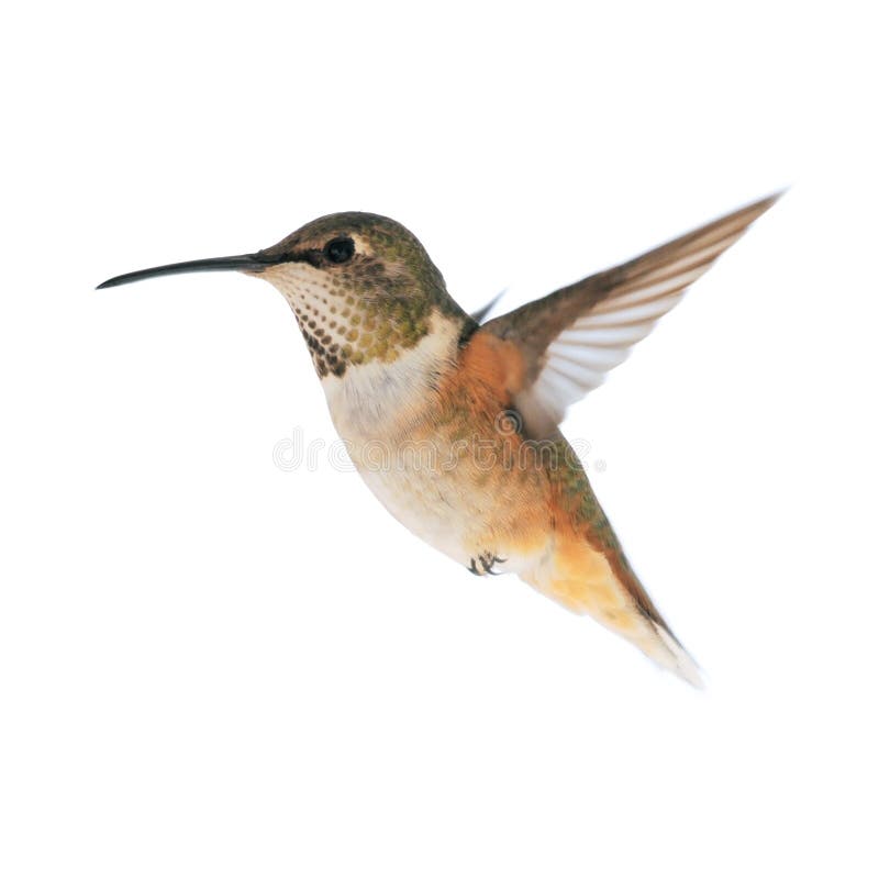 Hummingbird royalty free stock photography
