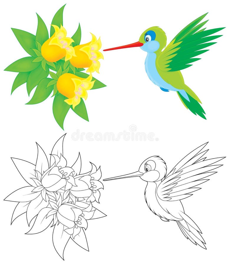 Hummingbird vector illustration