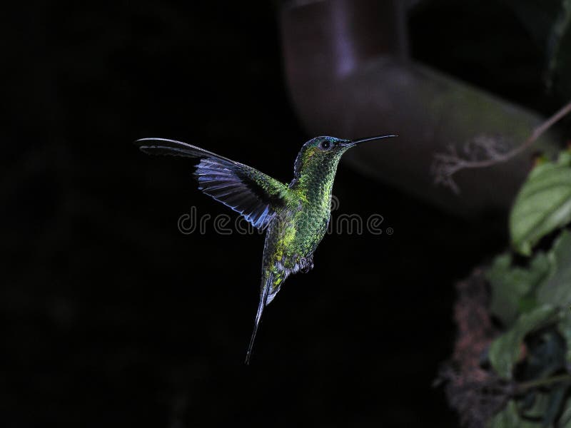 Hummingbird