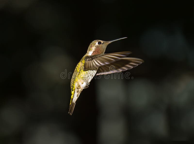 Hummingbird stock images