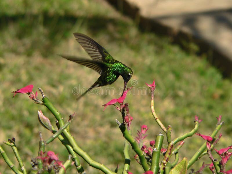 Hummingbird