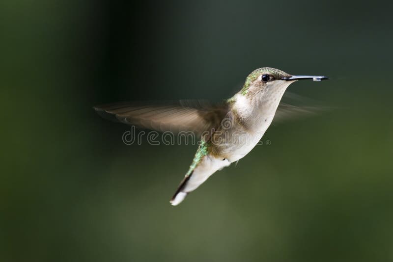 Hummingbird