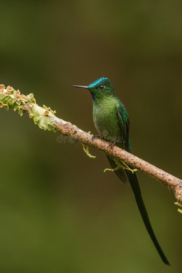 hummingbird immagine stock hummingbird immagine stock