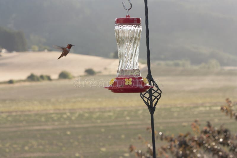 Hummingbird Approaching a Feeder Stock Image Image of country