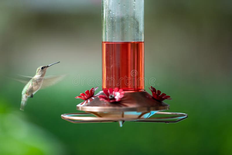 Colibrí sobre el pájaro en patio trasero en.