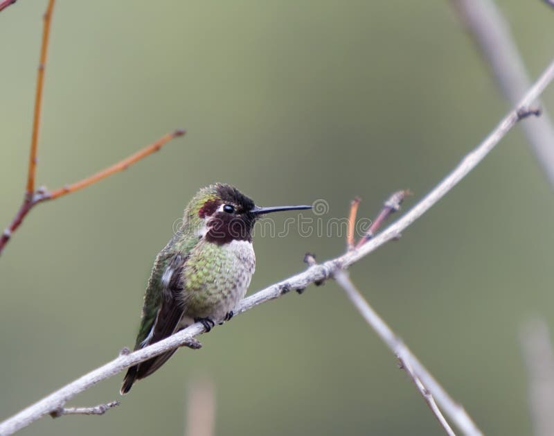 Hummingbird Black-chinned (Archilochus alexandri)