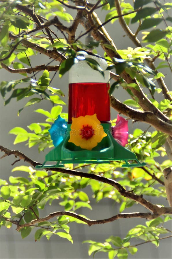Hummingbird Fountain Photos - Free & Royalty-Free Stock Photos from ...
