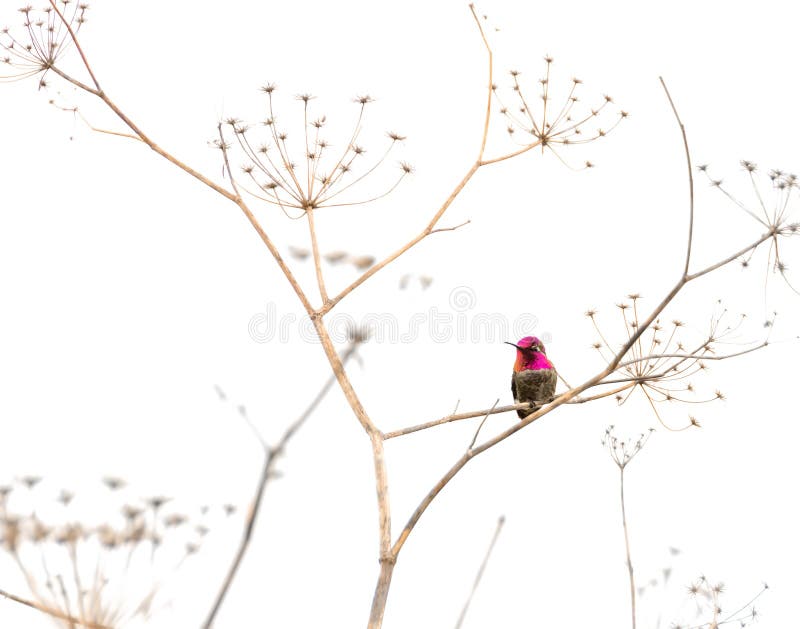 Hummingbird on a Dry Plant