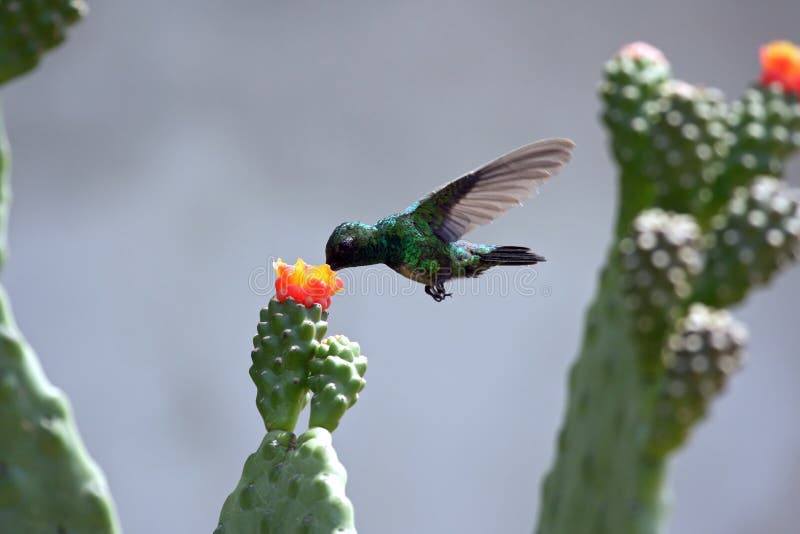 Hummingbird eating