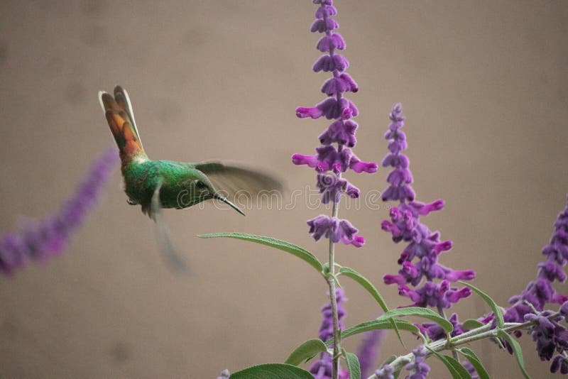 Hummingbird eating nectar stock photo. Image of nature 195123872