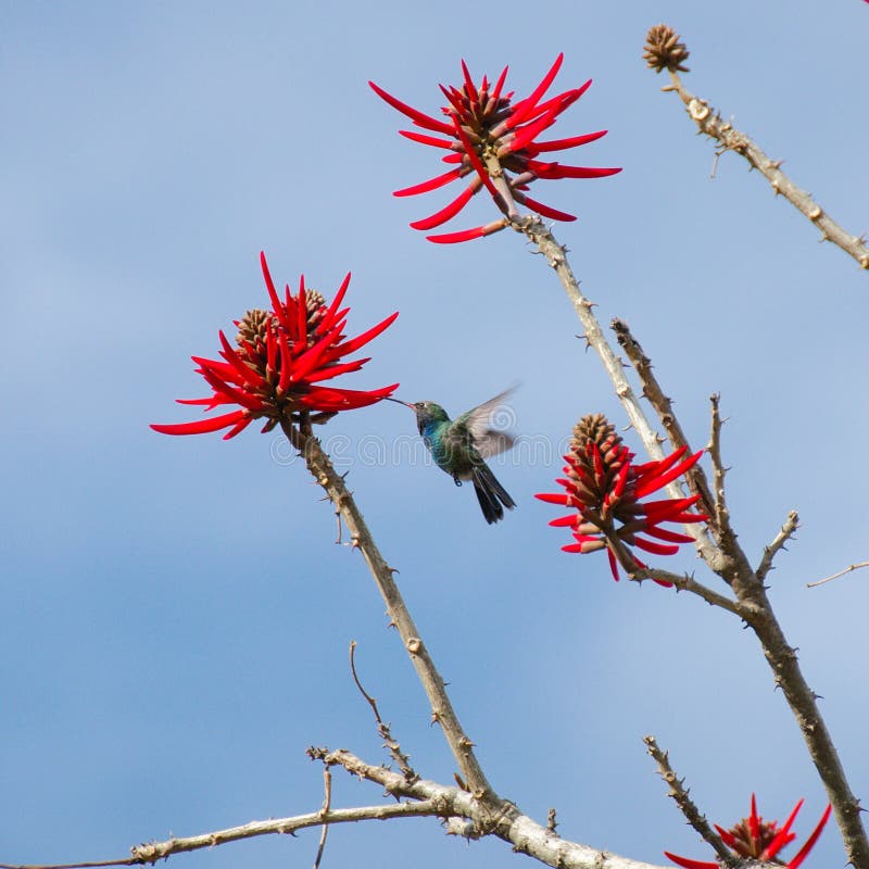 Colibrí sobre el un árbol flores sobre el arqueológico paginas, México la ciudad, México.