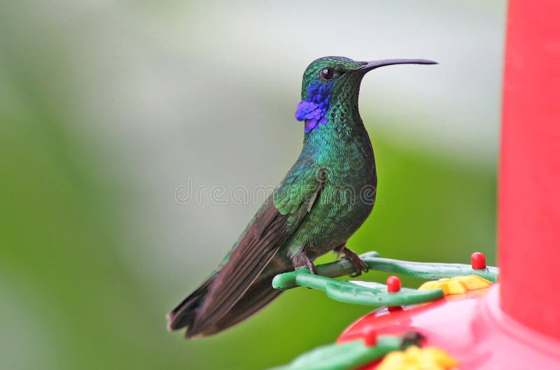 Hummingbird on Feeder royalty free stock photo