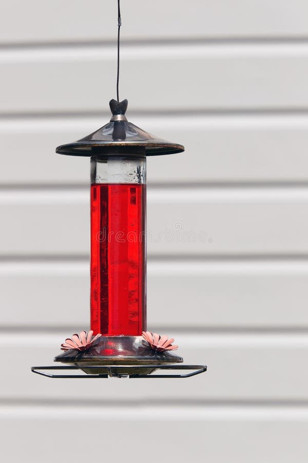 Hummingbird on a Feeder with a Wasp Stock Photo Image of aviary