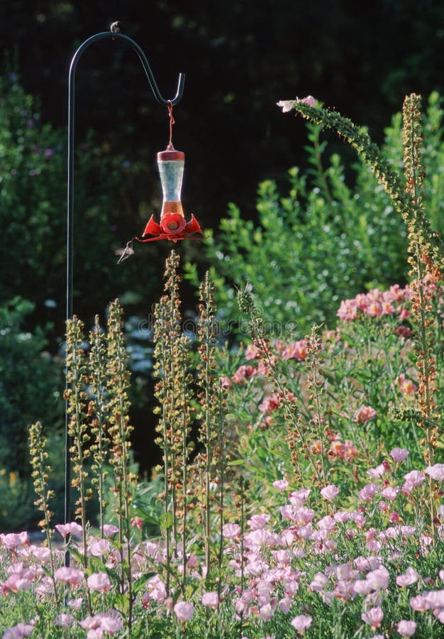 Hummingbird Feeder