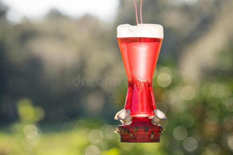 Hummingbird Feeder with Bees Stock Image Image of summer, backlight