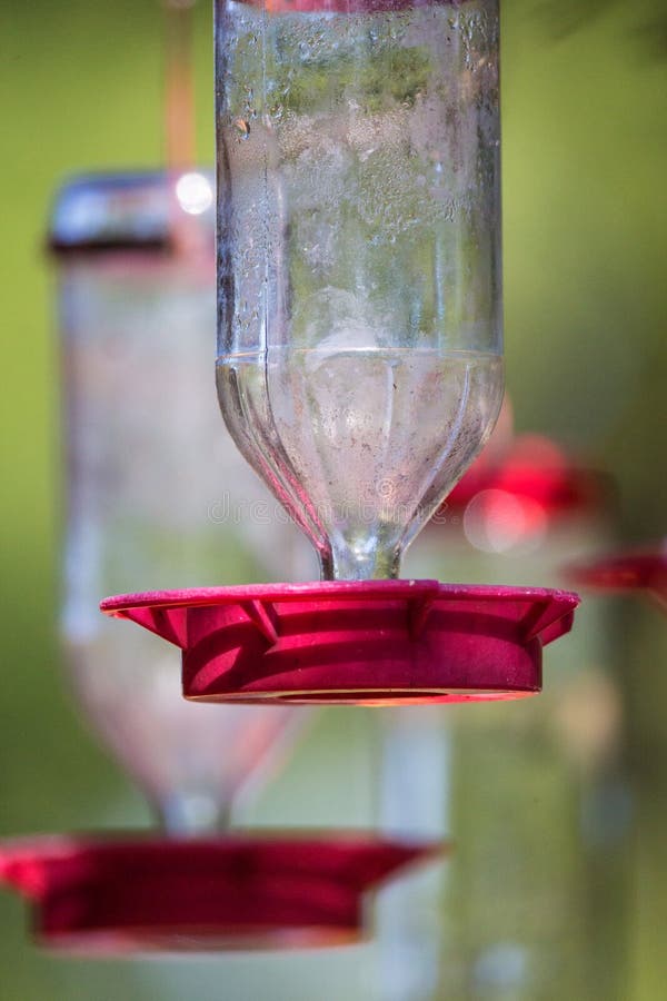 Hummingbird on a Feeder with a Wasp Stock Photo Image of aviary