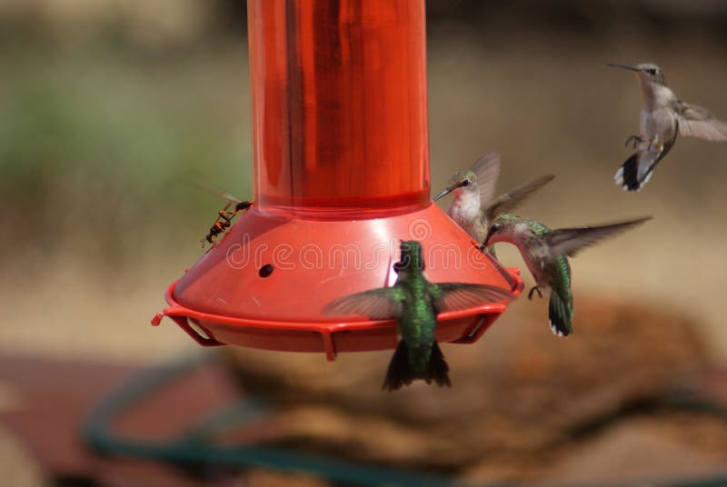 Hummingbird on a Feeder with a Wasp Stock Photo Image of aviary