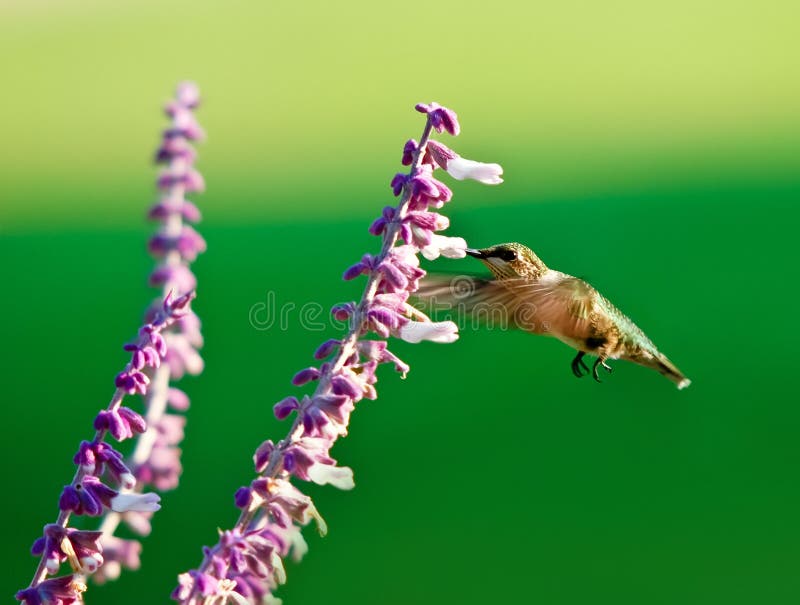 Hummingbird stock photo. Image of plants, fushcia, flower Biology Diagrams