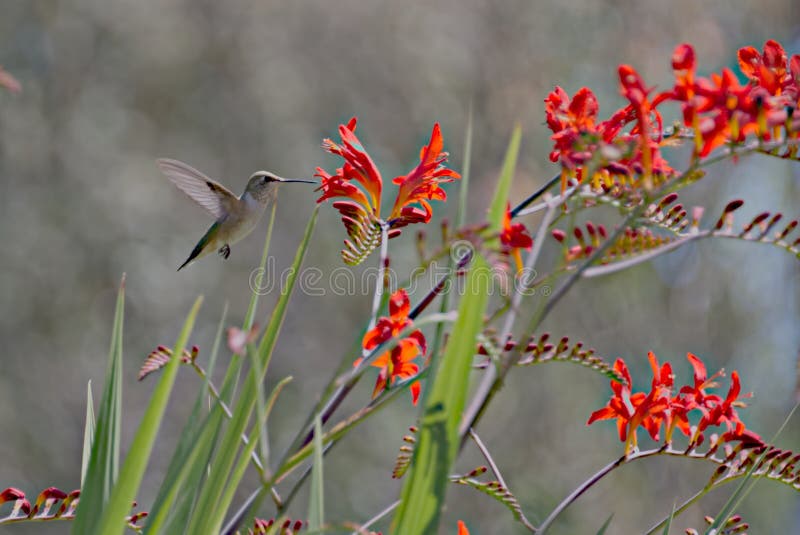 Hummingbird Feeding on Crocosmia Nectar Stock Photo Image of summer