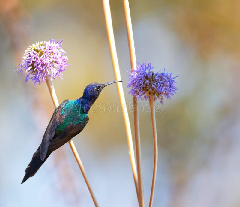 Hummingbird Feeding on the Flower 2 Stock Photo Biology Diagrams