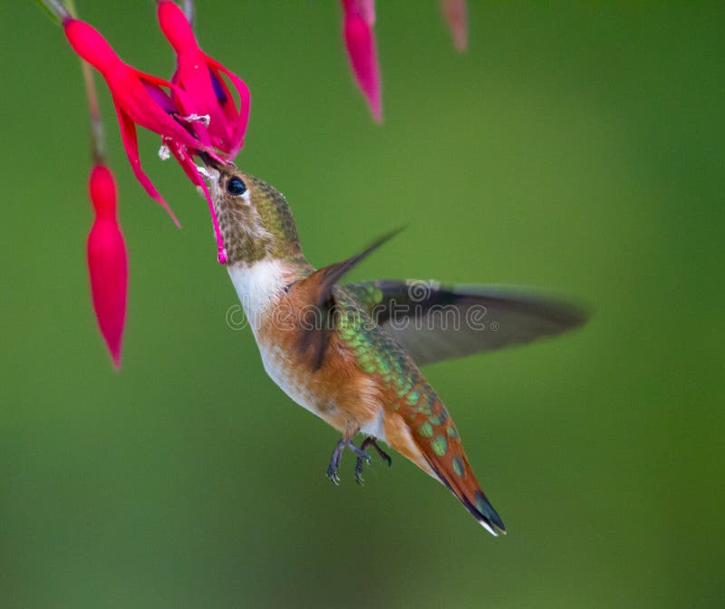 Hummingbird Feeding at a Flower Stock Photo Image of nectar, flying