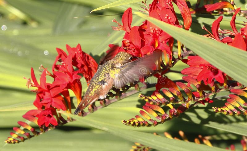 Hummingbird Feeding on Crocosmia Flower Stock Photo Biology Diagrams