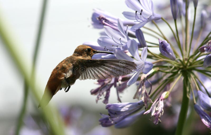 Hummingbird Feeding on Nectar Stock Image Image of drink, small 6472381