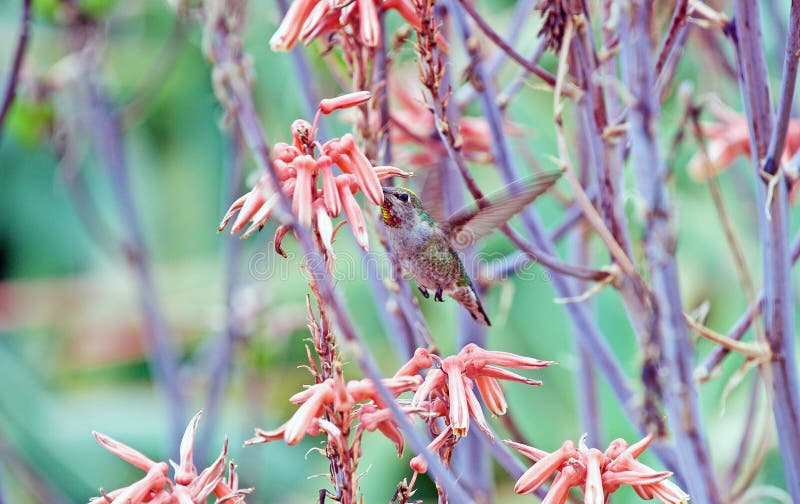 Hummingbird Feeding on Nectar Stock Image Image of aves, gathering