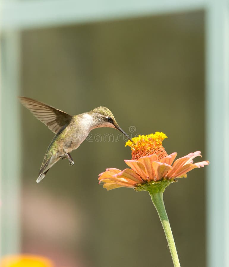 Hummingbird Feeding on a Zinnia Flower Stock Photo Image of leaves, colubris 71718694