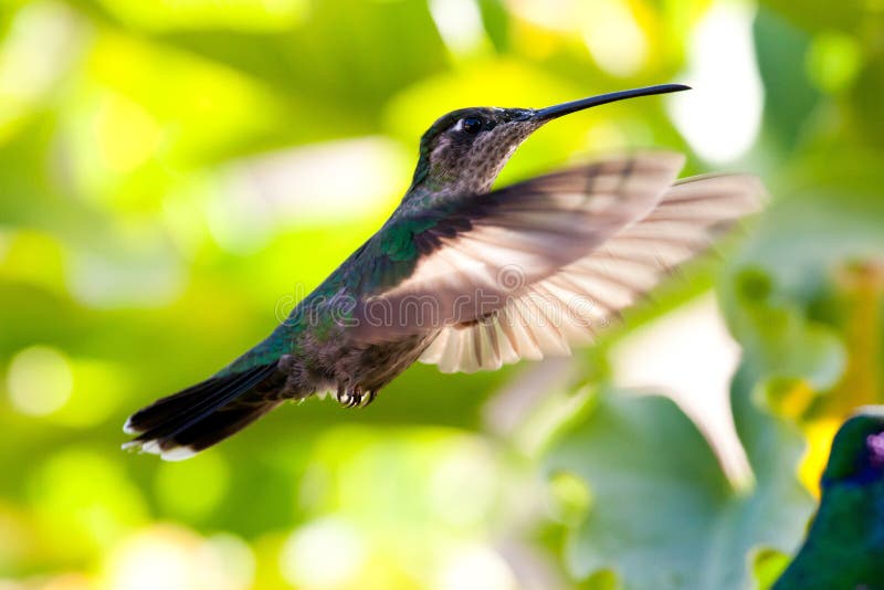 Hummingbird in flight