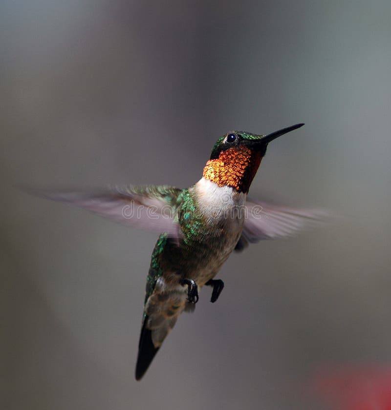 Colibrí en anos, abril 2005 