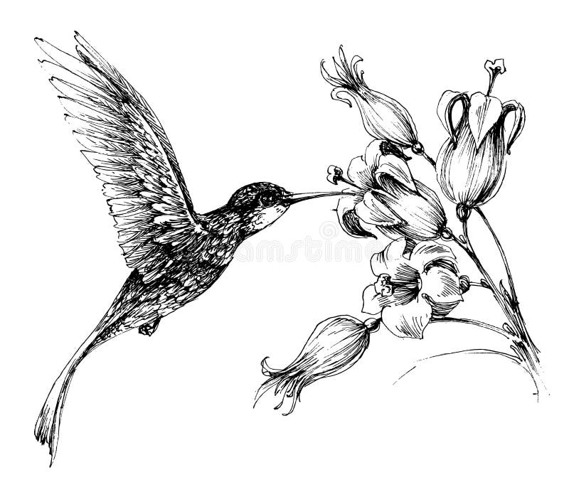 Hummingbird in flight stock illustration Hummingbird in flight stock illustration