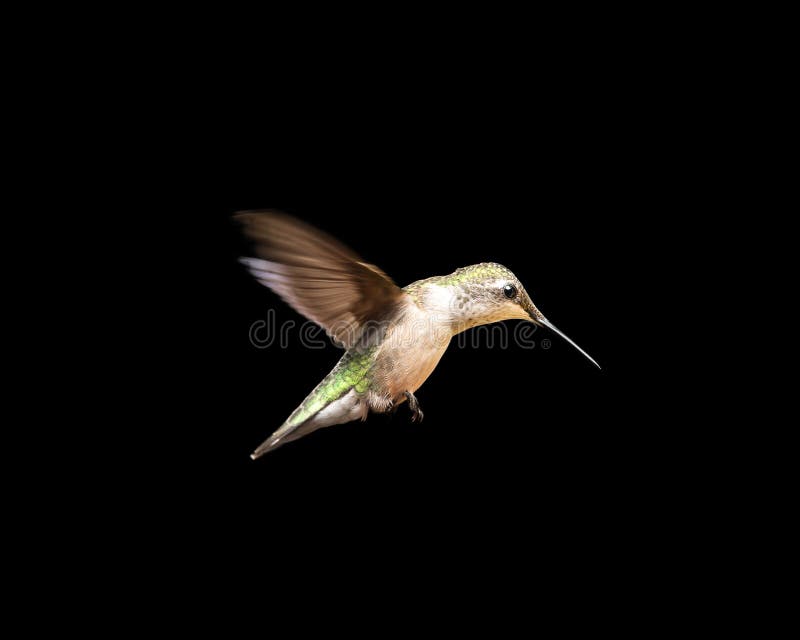 Female ruby-throated hummingbird in flight and isolated on a black background. Close up image with vivid colors and significant detail. Female ruby-throated hummingbird in flight and isolated on a black background. Close up image with vivid colors and significant detail.