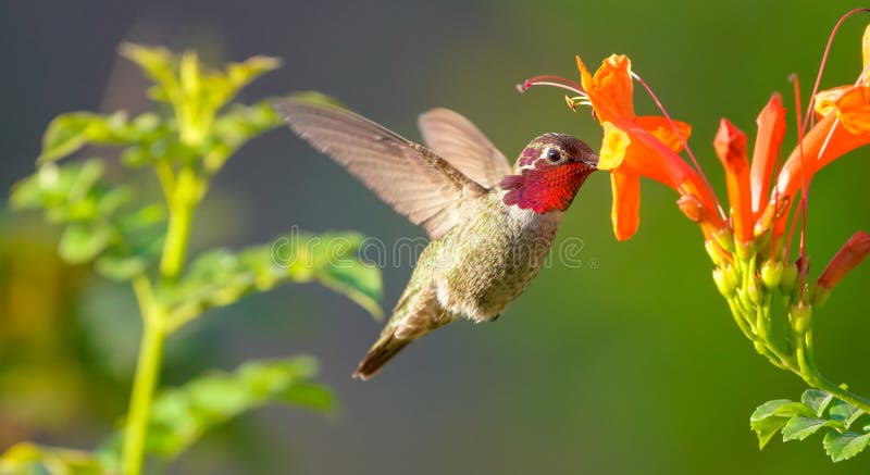 Hummingbird in Flight and Orange Flower