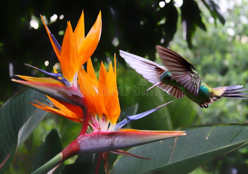 Volador colibrí sobre el flor.