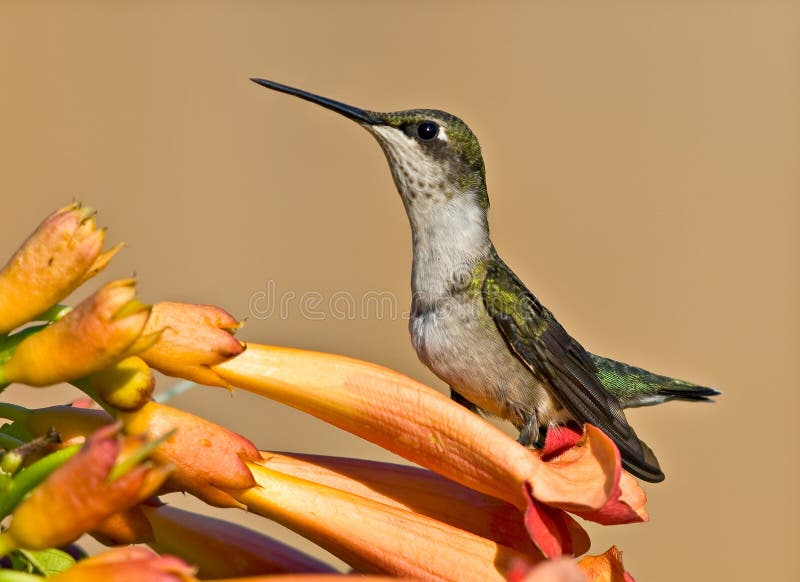 Hummingbird & Flower