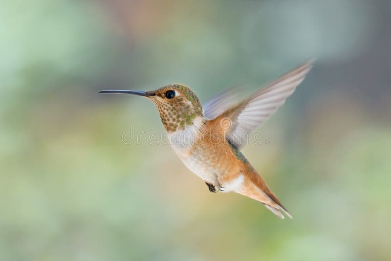 Hummingbird in Fright stock photo