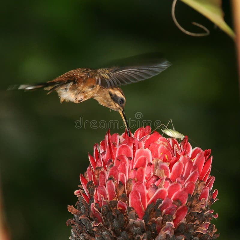 Hummingbird and a grasshopper