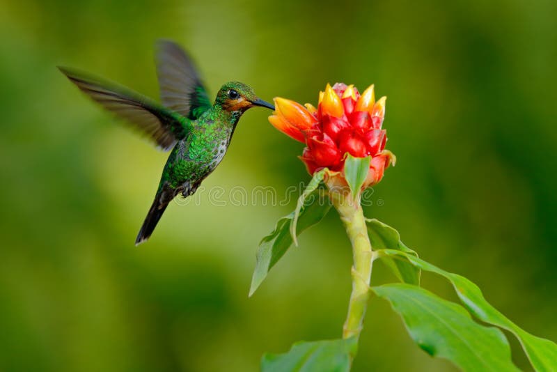 Hummingbird Green-crowned Brilliant, Heliodoxa jacula, green bird from Costa Rica flying next to beautiful red flower with clear b royalty free stock photos Hummingbird Green-crowned Brilliant, Heliodoxa jacula, green bird from Costa Rica flying next to beautiful red flower with clear b royalty free stock photos