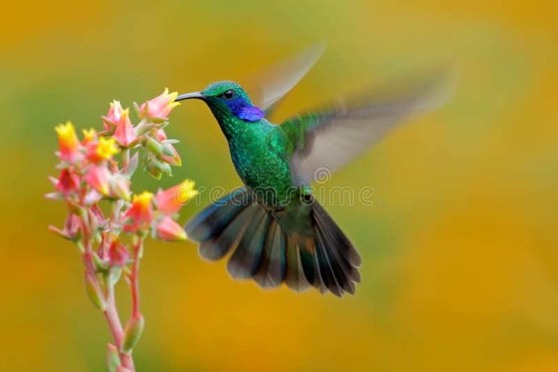 Hummingbird Green Violet-ear, Colibri thalassinus, fling next to beautiful ping orange yellow flower in natural habitat, bird from