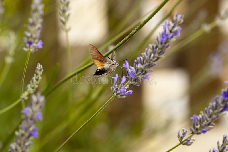 Hummingbird hawk-moth royalty free stock photography Hummingbird hawk-moth royalty free stock photography