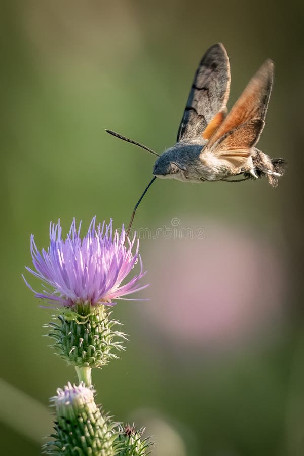 Hummingbird hawk-moth (Macroglossum stellatarum) royalty free stock photo