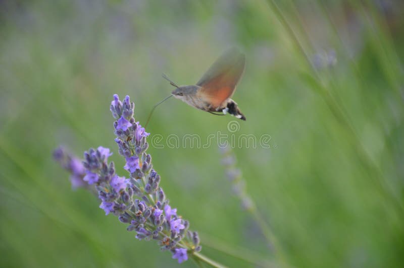 Hummingbird hawk moth pollination lavander stock image