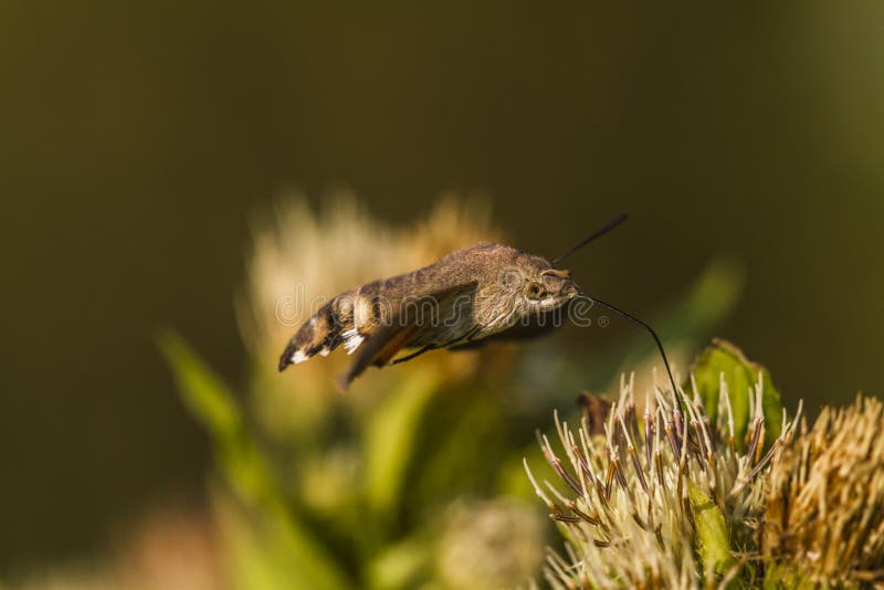 Hummingbird hawkmoth (Macroglossum stellatarum) zdjęcia stock Hummingbird hawkmoth (Macroglossum stellatarum) zdjęcia stock
