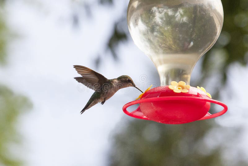 Hummingbird Hovering Over Feeder with Wings Back stock photo Hummingbird Hovering Over Feeder with Wings Back stock photo