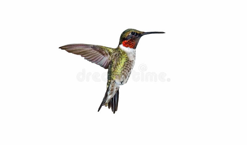 Hummingbird Isolated stock photography