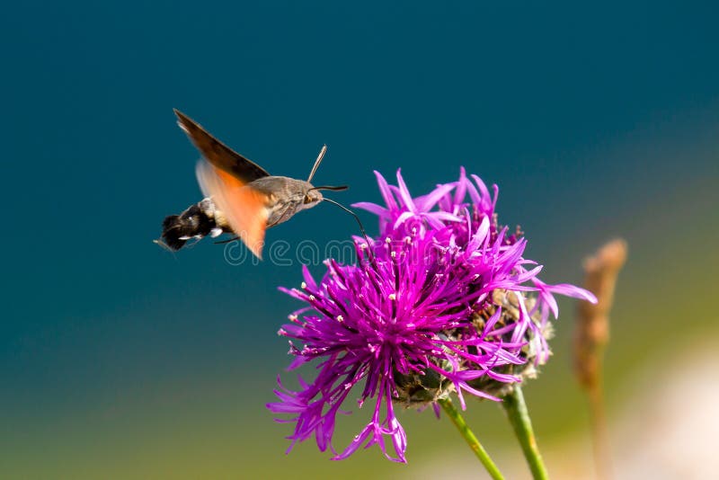 Hummingbird jastrzębia ćma bierze nektar w locie od kwiatów fotografia stock Hummingbird jastrzębia ćma bierze nektar w locie od kwiatów fotografia stock