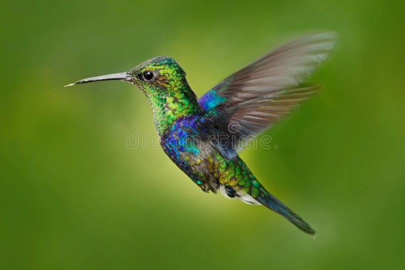 Hummingbird Green-crowned Woodnymph, Thalurania fannyi, beautiful action fly scene with open wings, clear green background, Ecuador. Hummingbird Green-crowned Woodnymph, Thalurania fannyi, beautiful action fly scene with open wings, clear green background, Ecuador.