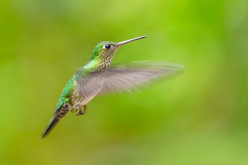 Hummingbird - Leucippus hypostictus muito avistado imagem de stock Hummingbird - Leucippus hypostictus muito avistado imagem de stock