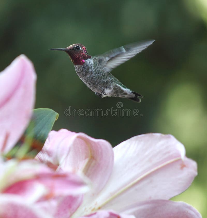 Pink Lilies with Hummingbird Stock Image Image of ruby, lilies 21464575